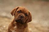 DOGUE DE BORDEAUX 344